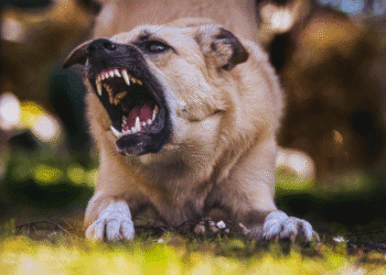 Top Legal Steps to Take After a Dog Bite Incident