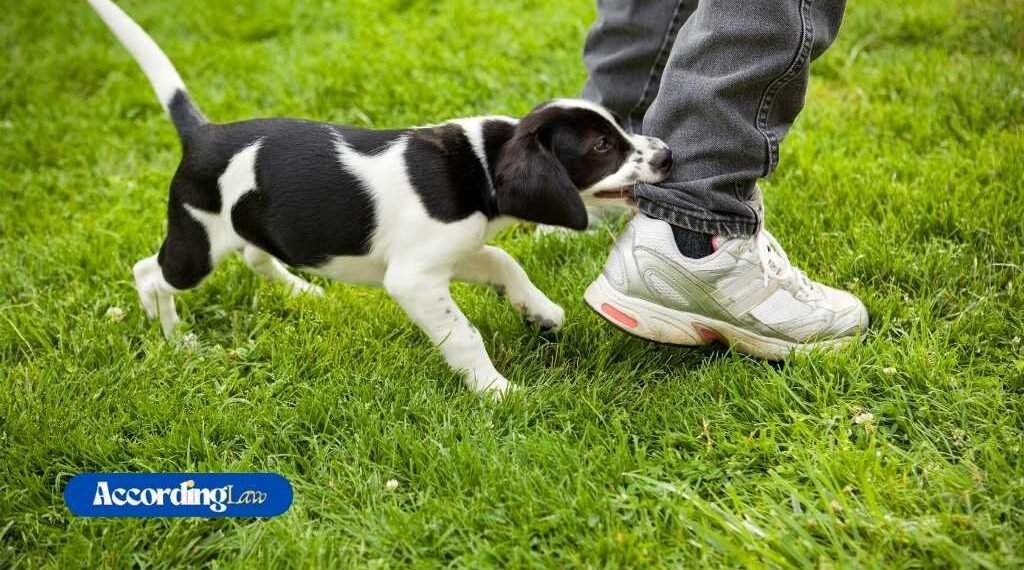 How to Prove Negligence in a Dog Bite Infection Lawsuit?