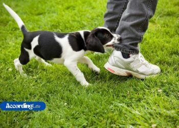 How to Prove Negligence in a Dog Bite Infection Lawsuit?